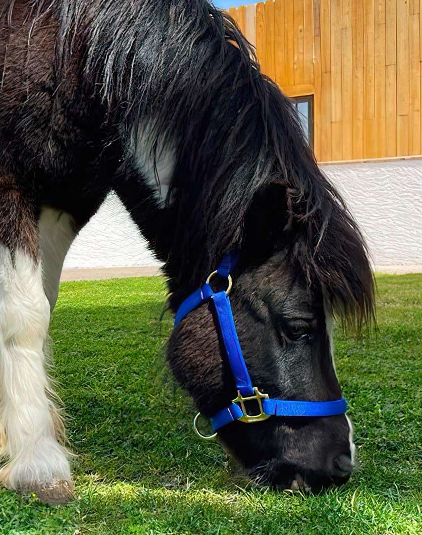 Therapy horse Desi